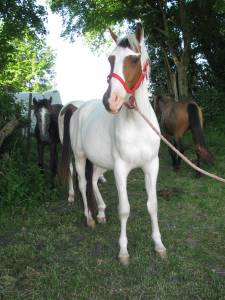 Paint horse