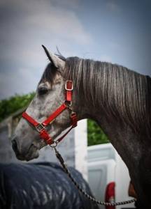 Cavallo p.r.e. 6 anni