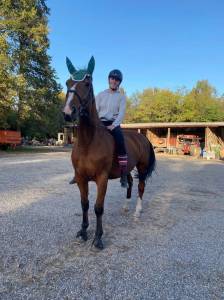 Vendita cavallo olandese