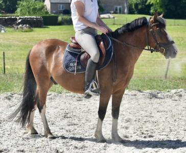 Super poney