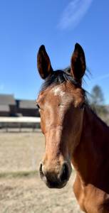 Excellente pouliche Zangersheide de 2 ans 1/2