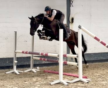Très chouette jument kwpn de 4 ans, 1m57