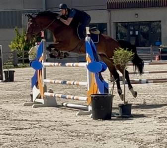 Excellent hongre, sBs, 1m75, 6 ans 