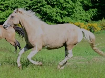 Cheval de loisir 