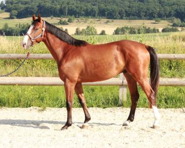 à vendre hongre de 3ans 