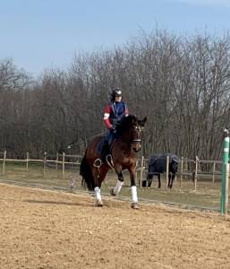 Cavalla 8 anni dressage e passeggiate 