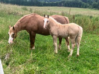 Magnifique foal ponette pfs