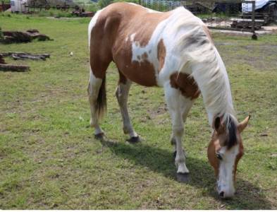 Entier paint horse