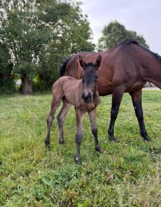 Pouliche conthargos x chacco blue