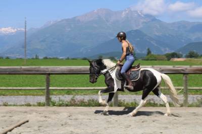 Poney à vendre