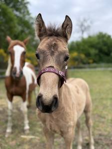 Connemara part bred