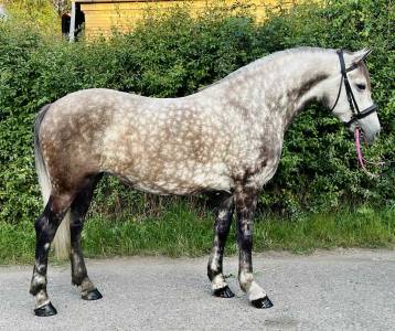2 knappe lieve dames en een WOW veulen hengst! 