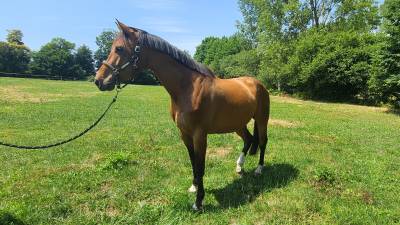 Selle français 4 ans