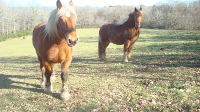 Gelding draft for sale 2009 chesnut