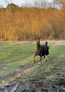 Vendita cavallo di 19 anni