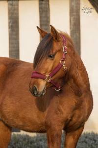 Lounka - ponette d cherche sa famille 