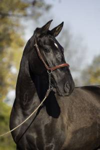 Mare pre pure spanish bred for sale 2021 black