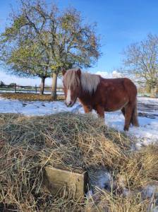 Poney hongre 5 ans, 86 cm