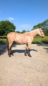 Gelding PRE Pure Spanish Bred For sale 2022 Buckskin