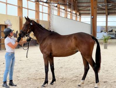 Merrie Selle Français Te koop 2023 Donker bruin / bai ,  Itoki de Riverland