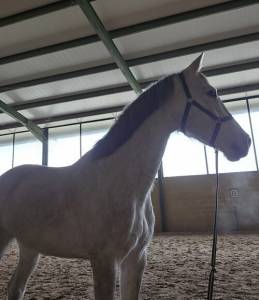 Caballo para salto en venta