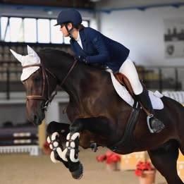 Cavallo per ostacoli, dressage, cross