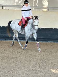Cheval de 9 ans 