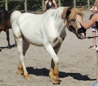 Poney d de loisir 
