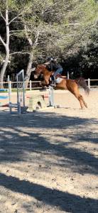 Recherche cheval à confier 