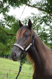 Mare PRE Pure Spanish Bred For sale 2022 Black