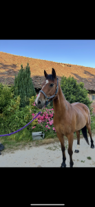 Poney de sport 