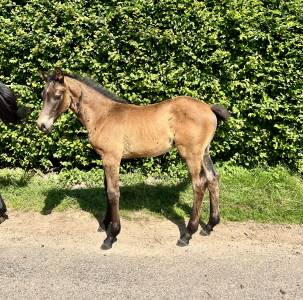 Mâle par Toèmme de Regor Z (Chacco Blue) x Canturo 