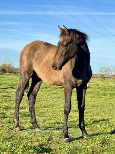 Colt origin recorded for sale 2025 dark bay