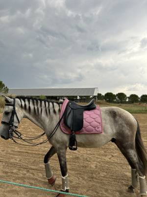 Selle dressage zaldi