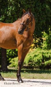 Gelding English Thoroughbred For sale 2022 Bay