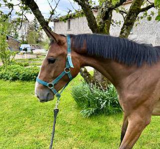 Jument qlassic bois margot x dollar du murier 