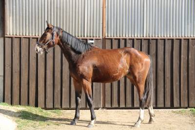 Jument qlassic bois margot x dollar du murier 