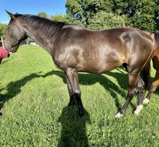 Cavalla sella francese in vendita 2023 baio scuro ,  el barone 111 z