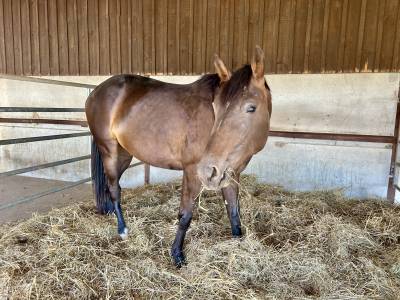 Jument el barone 111 z x balou du rouet