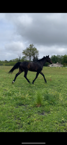 Cheval 10 ans à vendre
