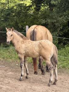 Poulain quarter horse