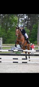 A vendre cheval 13 ans pratique cso amat