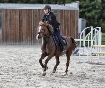 Ponette welsh pony 17 ans 