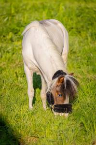 Cheval miniature