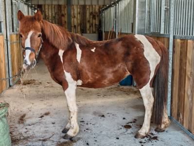 Jolie ponette