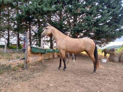 Lamarosa lusitanienne de 4 ans