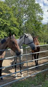 Trotteur à vendre 