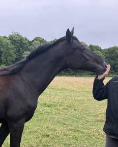 à vendre pouliche oldenbourg 1 ans