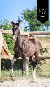 Mâle kwpn Vitalis x Negro