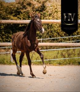 Colt kwpn dutch warmblood for sale 2025 black